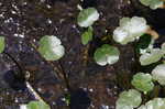 Floating marsh pennywort